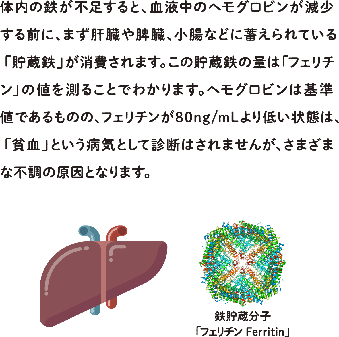 体内の鉄が不足すると、血液中のヘモグロビンが減少する前に、まず肝臓や脾臓、小腸などに蓄えられている「貯蔵鉄」が消費されます。この貯蔵鉄の量は「フェリチン」の値を測ることでわかります。ヘモグロビンは基準値であるものの、フェリチンが80ng/mLより低い状態は、「貧血」という病気として診断はされませんが、さまざまな不調の原因となります。